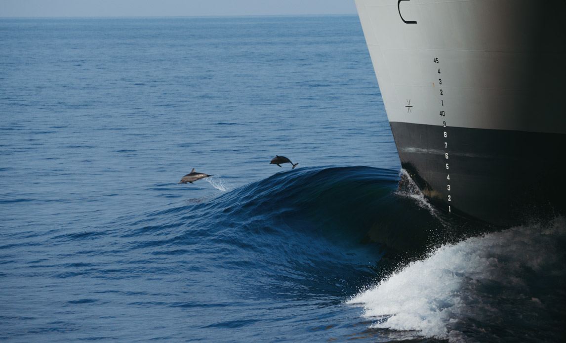 Delfiner springer foran skib i Det røde hav